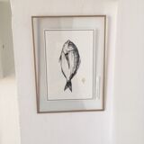 "The Sea Bream"