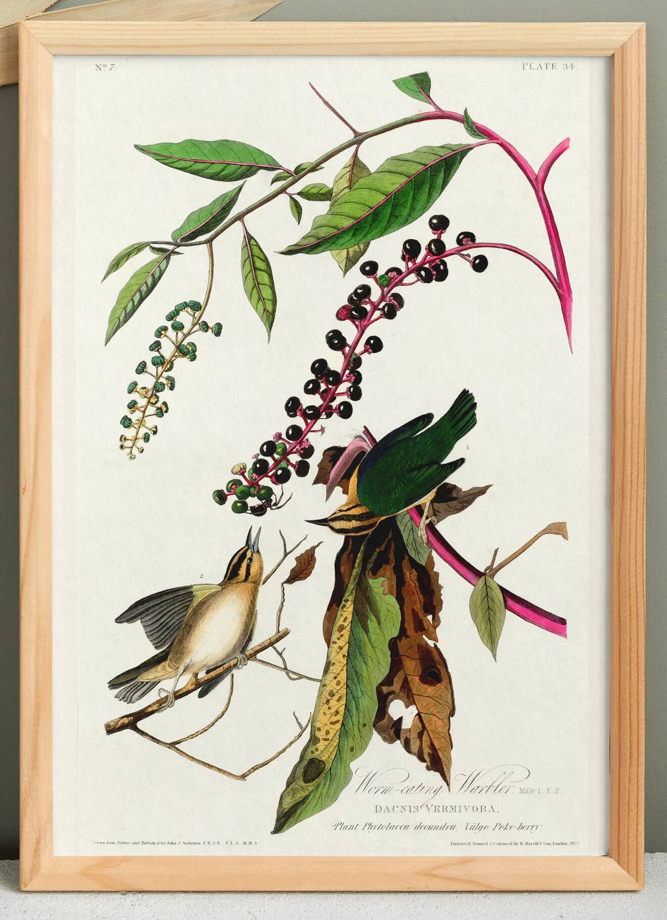Poster about the Worm-eating Warbler, based on an old engraving from 1827.