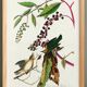 Poster about the Worm-eating Warbler, based on an old engraving from 1827.