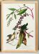 Poster about the Worm-eating Warbler, based on an old engraving from 1827.