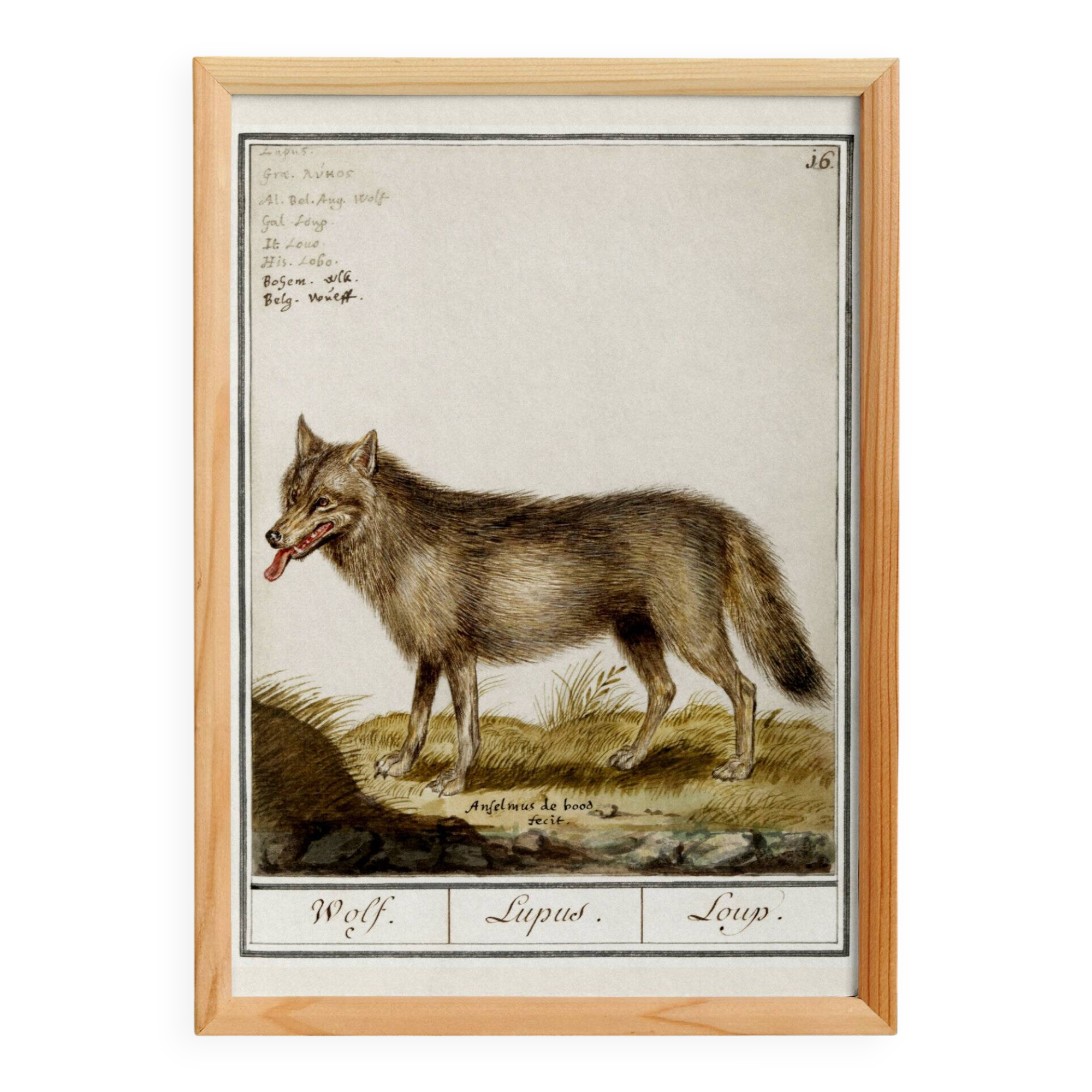 Small poster about the wolf, after an old engraving from 1610