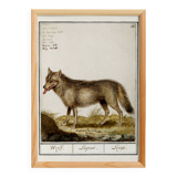 Small poster about the wolf, after an old engraving from 1610