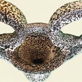 Large "Canthara" Vase in "Fat Lava", Marius Giuge, Vallauris - 1960s