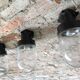 Vintage industrial model 13711 sconce from Czechia Elektrosrit, 1970s