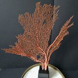 Gorgone Rouge XXL Wooden Base. H: 47 cm | Decorative Object l PlaceOdd