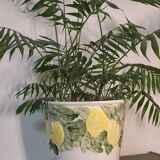 Lemon plant pot