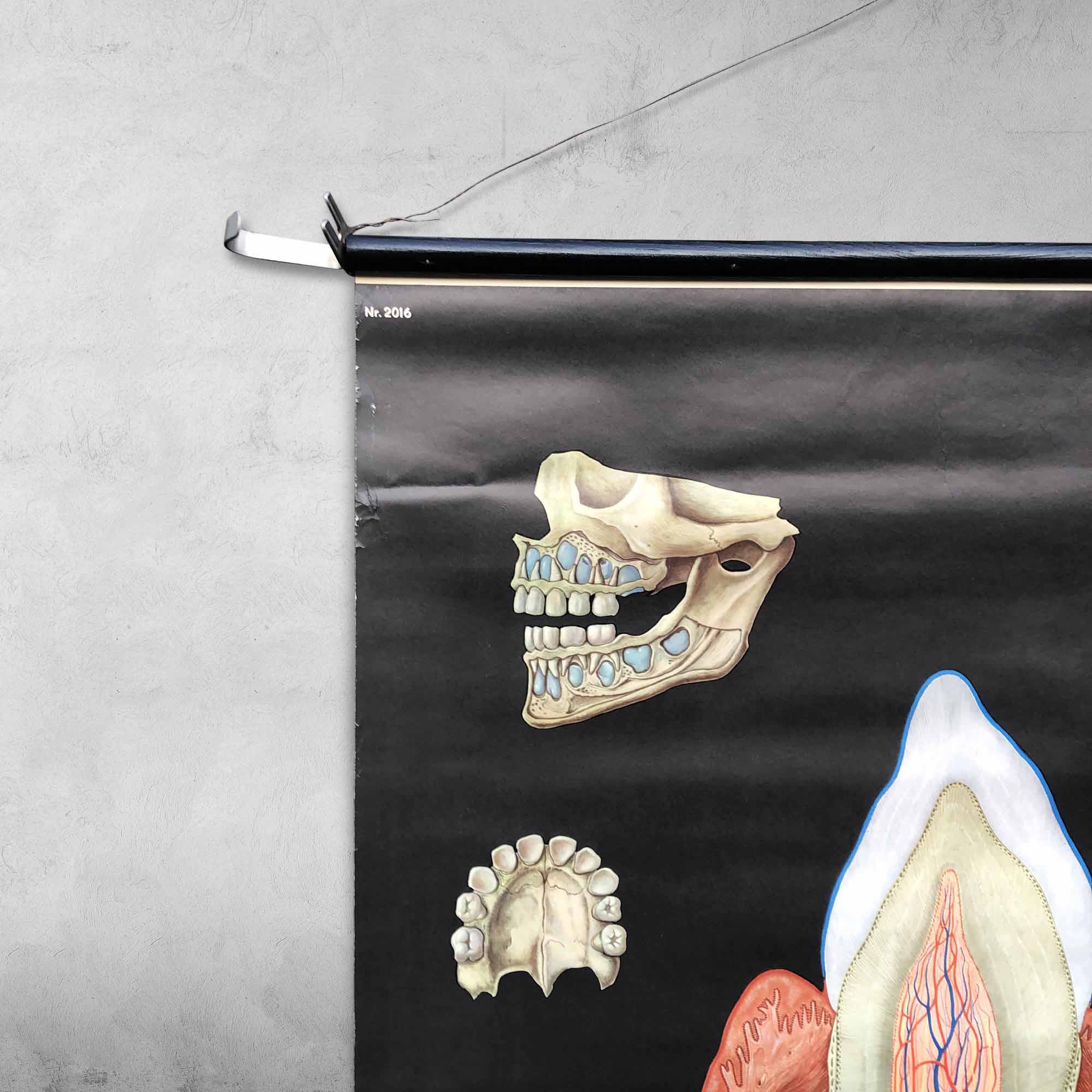Pull-Down Chart of Human Teeth, 1960s