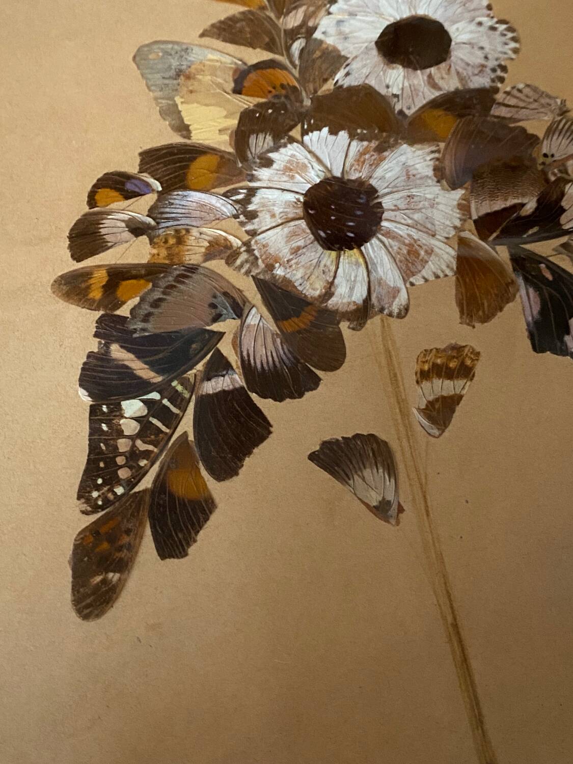 Butterfly wings frame