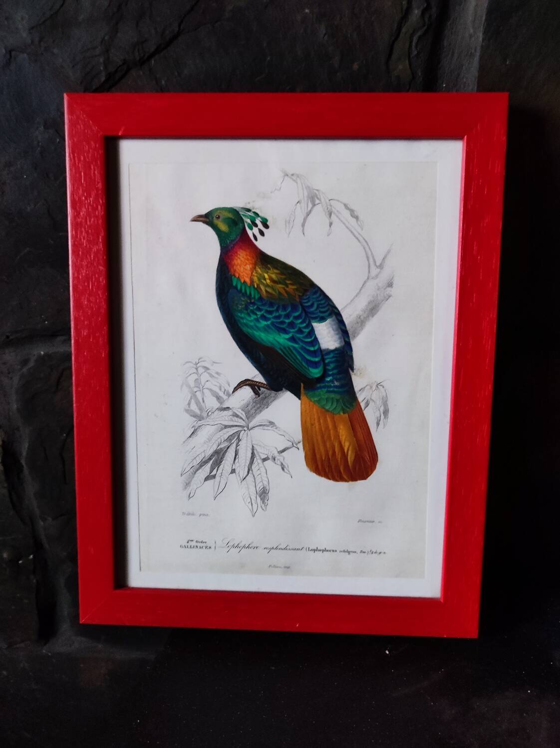 Color lithograph, Gallinaceous, JC Fournier