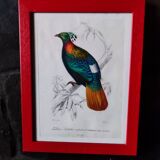 Lithographie couleur, Gallinacés, J.C. Fournier