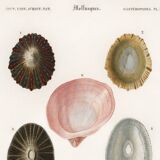 Poster about seashells and marine molluscs