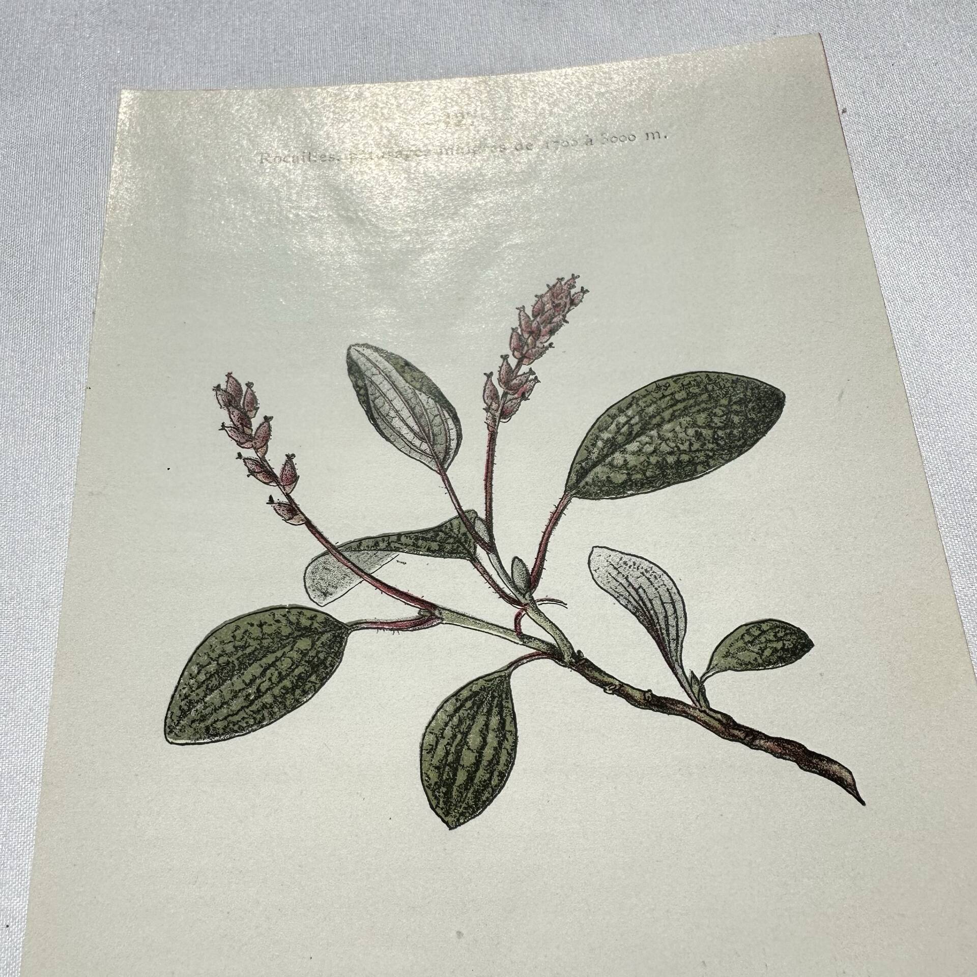 Old botanical engraving from the 19th century – Coloured botanical plates