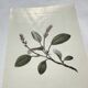 Old botanical engraving from the 19th century – Coloured botanical plates