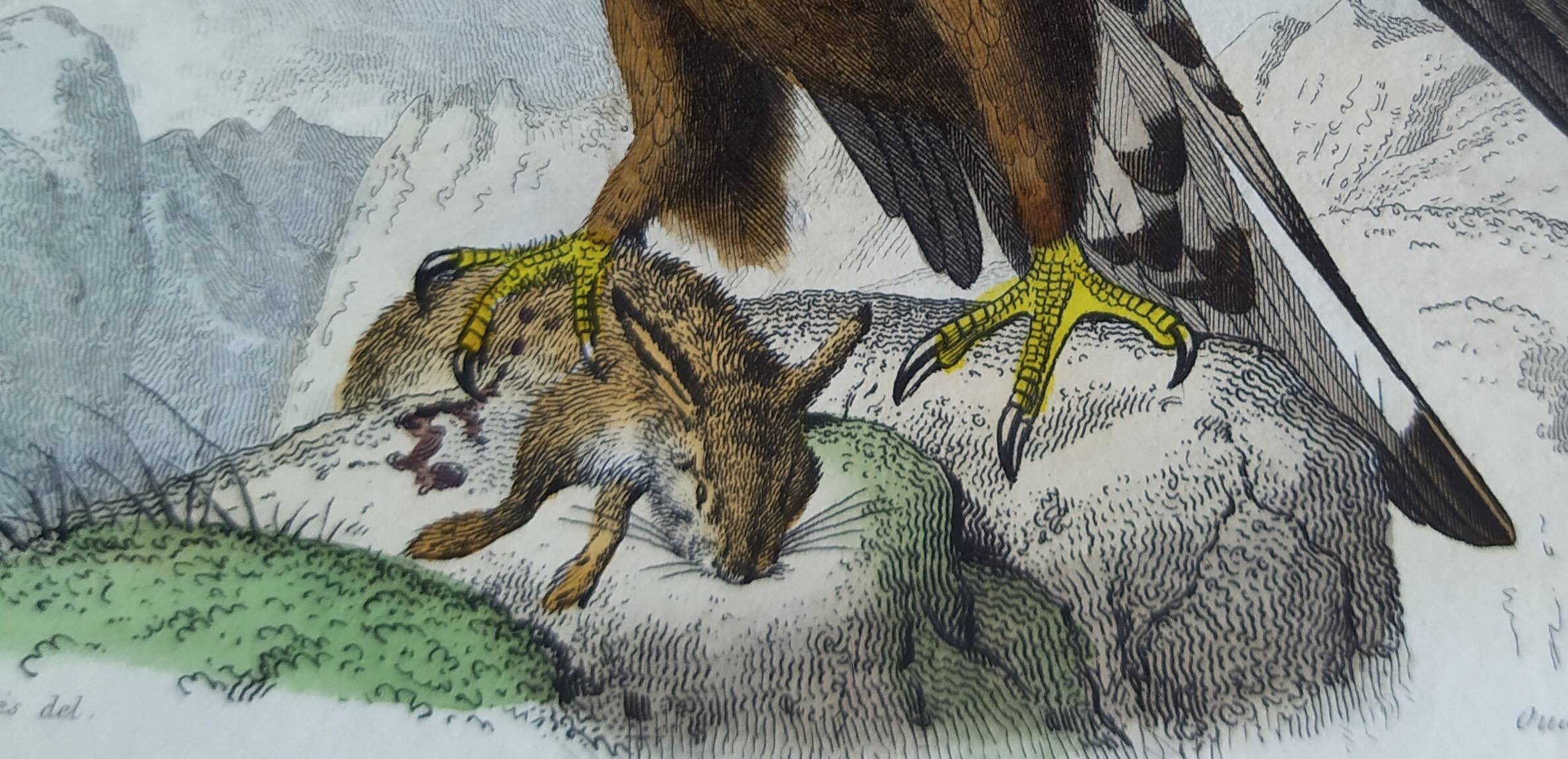 Ornithological Plate Buffon 1840 "Large Eagle & Small Eagle"