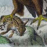 Ornithological Plate Buffon 1840 "Great Eagle & Little Eagle"