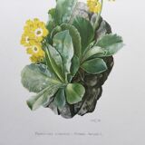 Affiche botanique Fleur  Illustration ancienne années 60