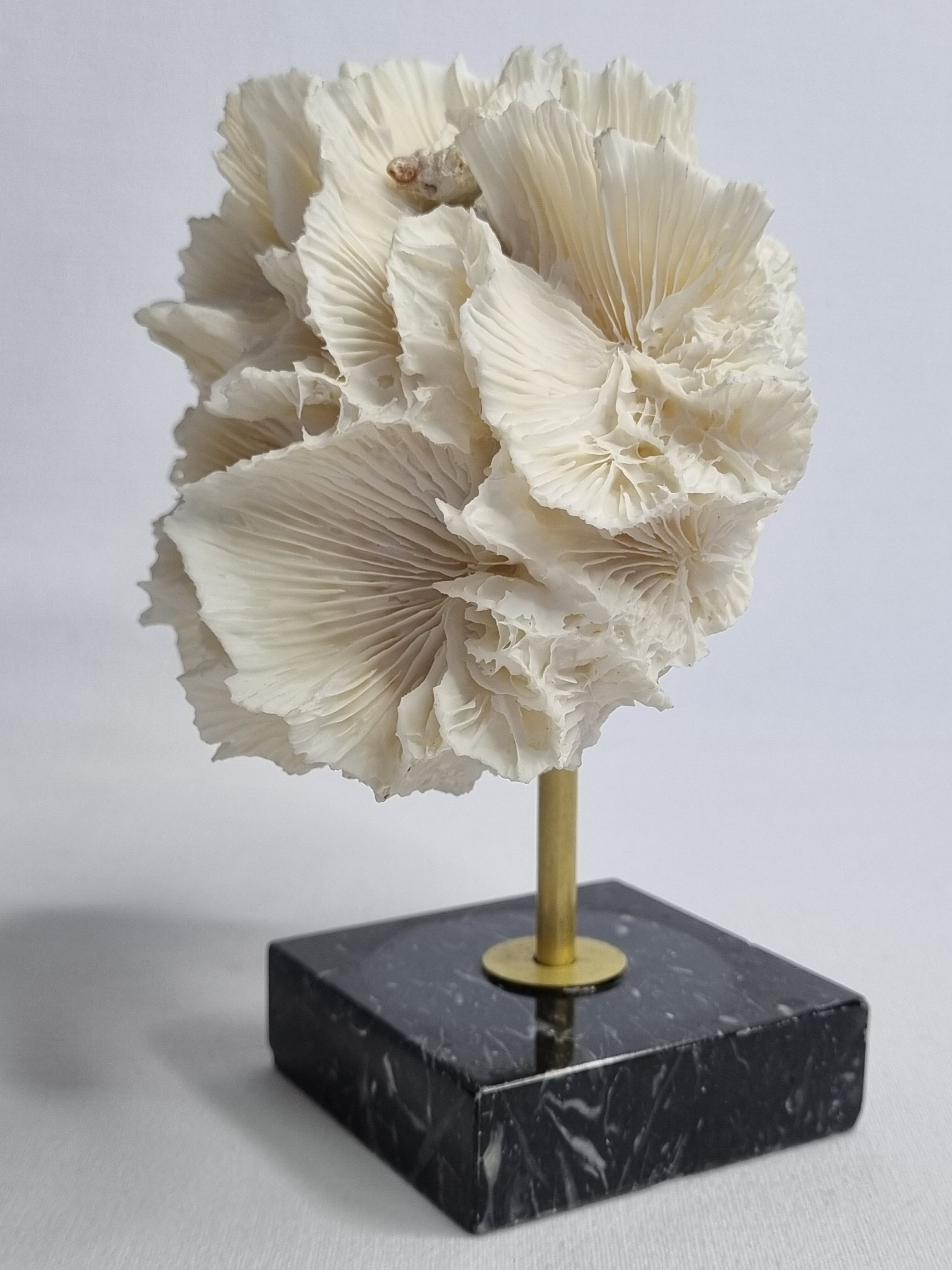 Old white coral on black veined marble base, 16 cm