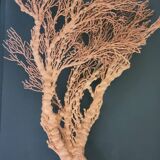 Orange coral, "Gorgon" framed under glass, 60 cm