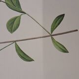 Planche botanique "Phlox reptans"