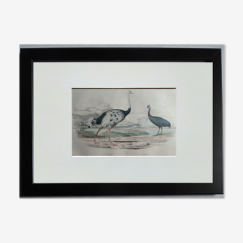 Original ornithological board " ostrich & casoar " - buffon 1838