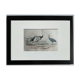 Planche ornithologique originale " autruche & casoar " - buffon 1838