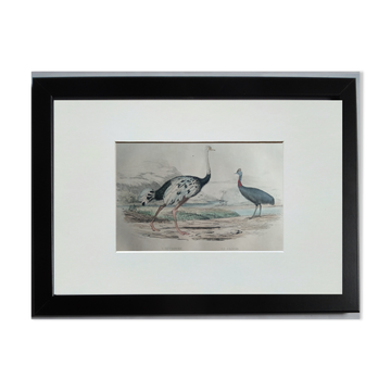 Original ornithological plate "ostrich & cassowary" - Buffon 1838