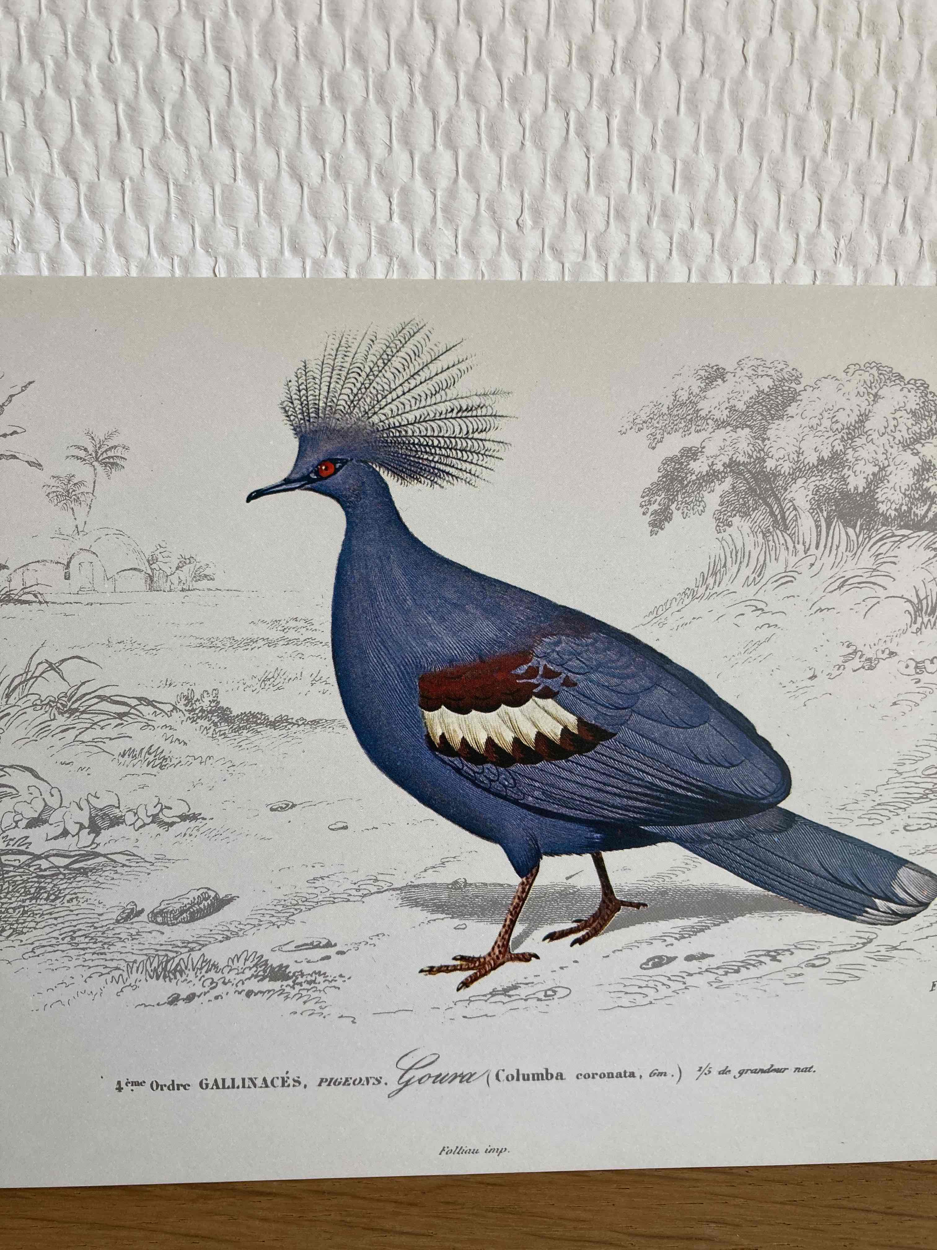 Ornithological board Goura