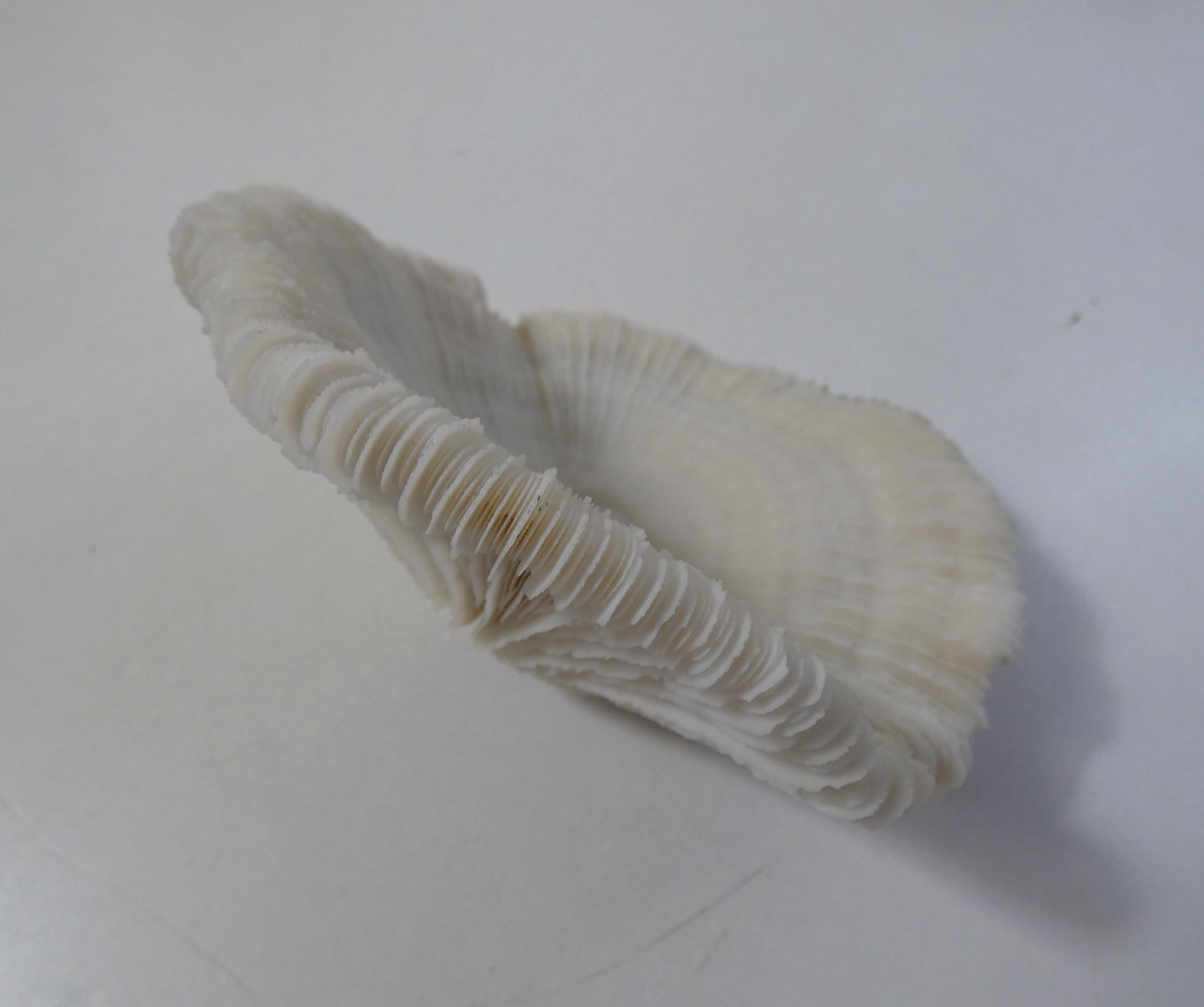 Corail blanc 314g