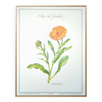 Printed in 1986, botanical plate Garden Marigold.
