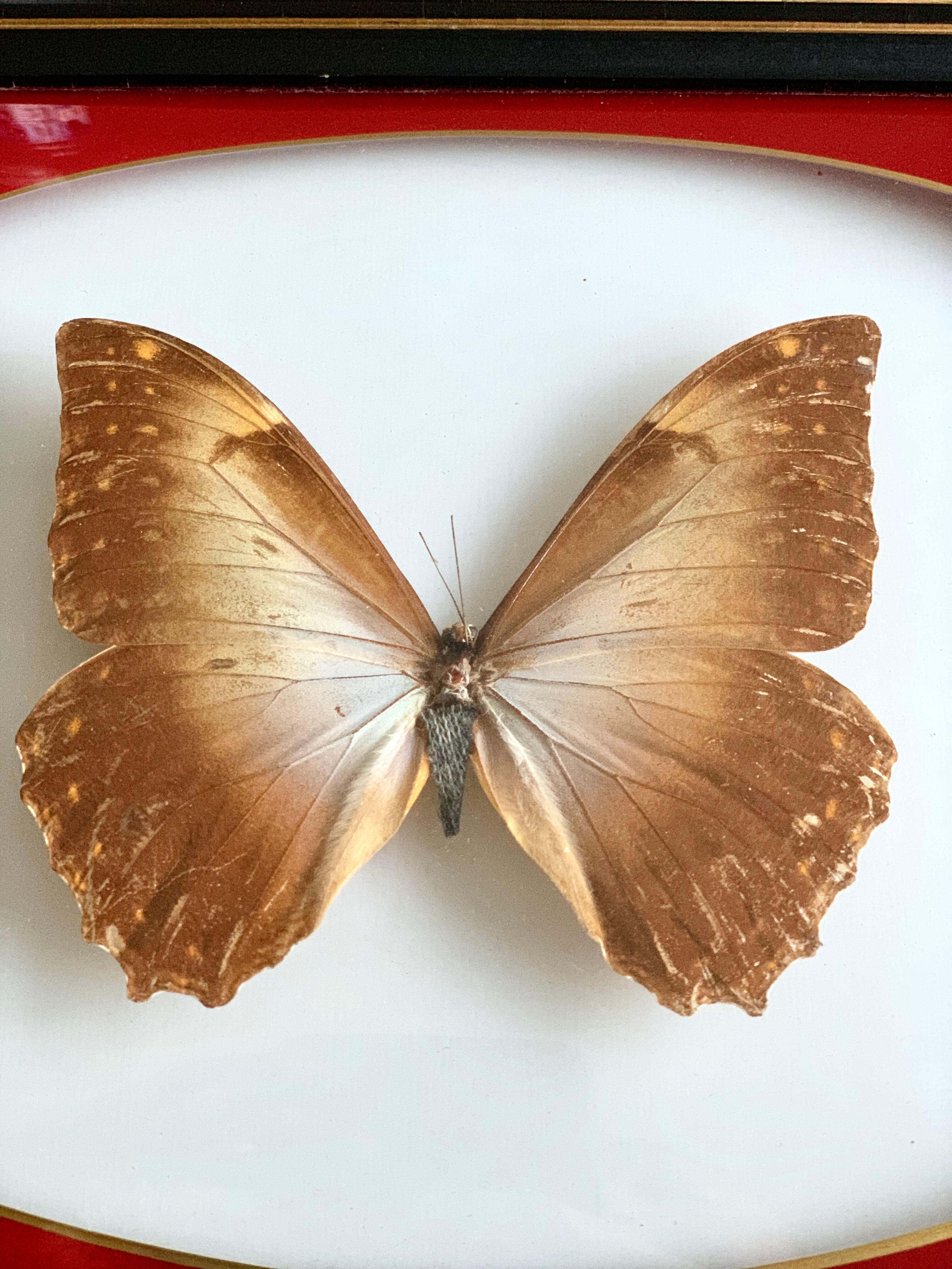 Naturalized Butterfly frame