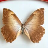 Naturalized Butterfly frame