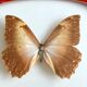 Naturalized Butterfly frame