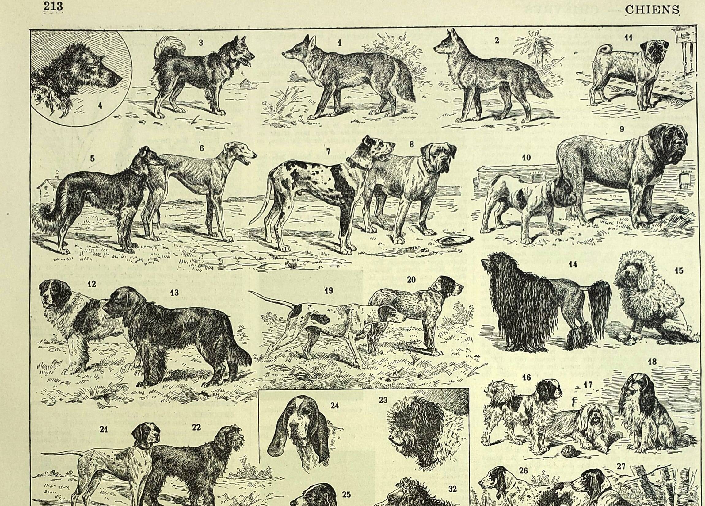 Antique engraving 1928 A. Millot - Dog, breeds, shepherd, canine, training