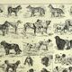 Gravure ancienne 1928 A. Millot - Chien, races, berger, canin, dressage