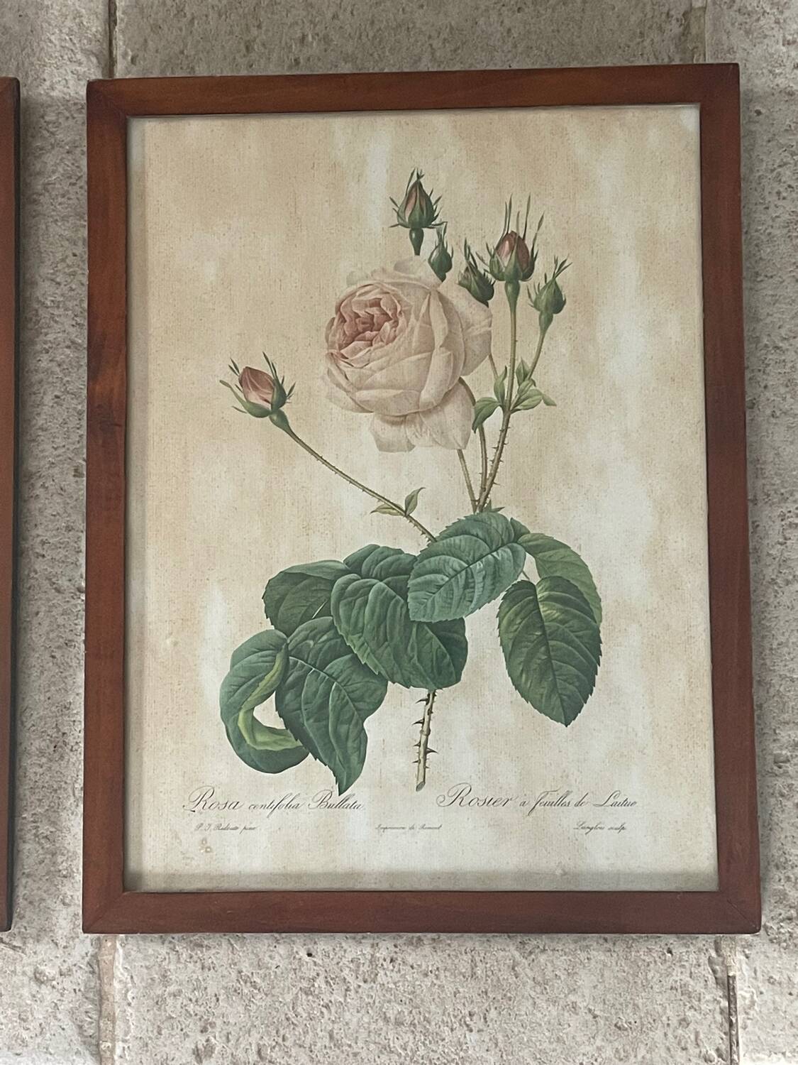 Pair of pink framed reproductions of PJ Redouté