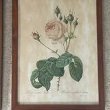 Paire de reproductions encadrées roses de P.J Redouté