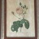 Pair of pink framed reproductions of PJ Redouté