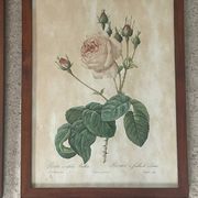 Pair of pink framed reproductions of PJ Redouté