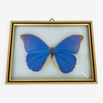 Butterfly frame morpho curved glass and brass
