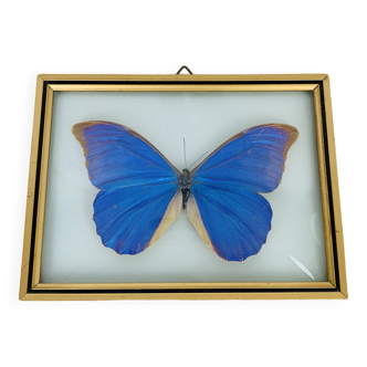 Cadre papillon morpho verre bombée et laiton