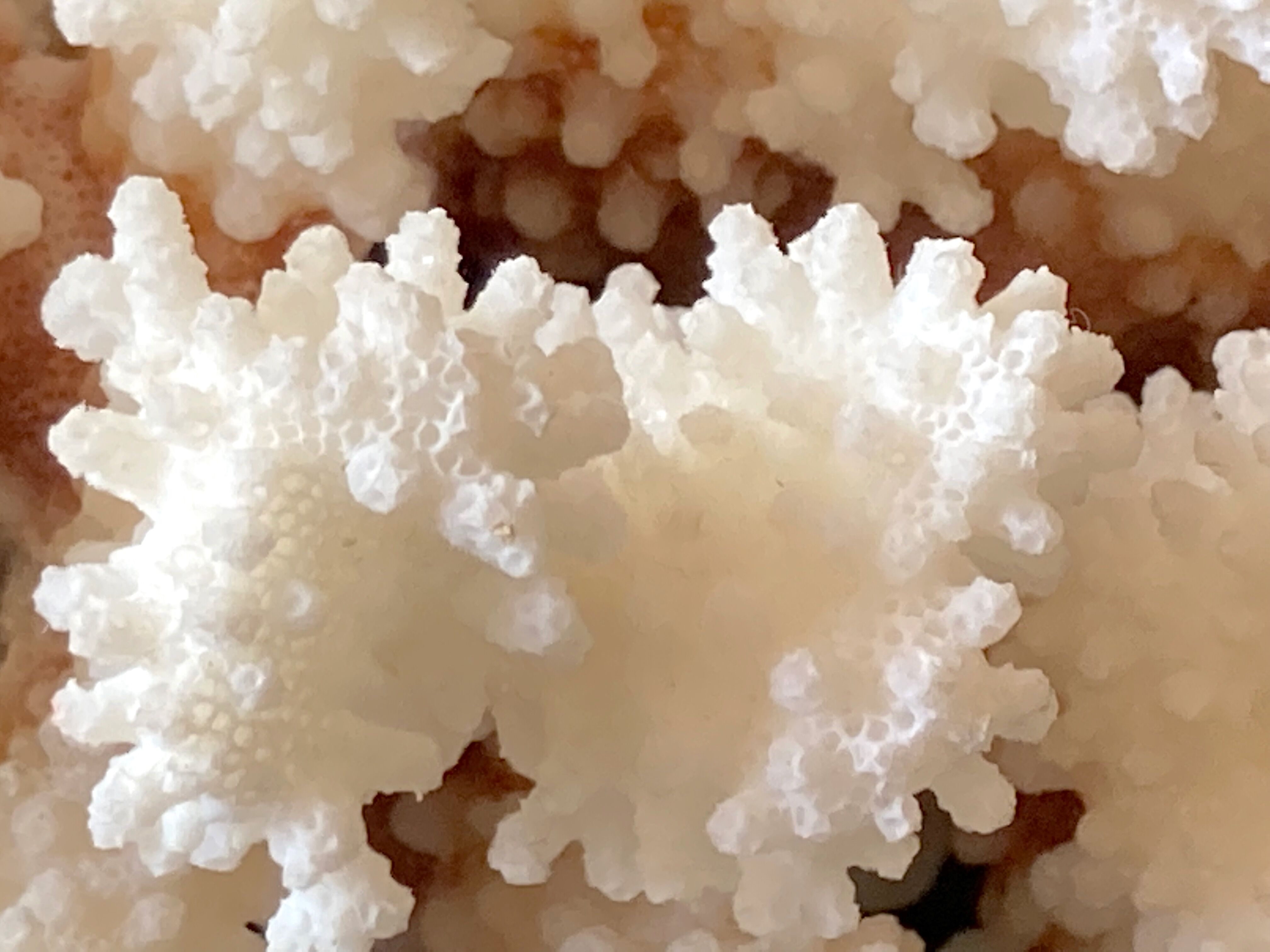 Natural white coral foot