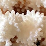 Natural white coral foot