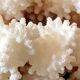Pied de corail blanc naturel