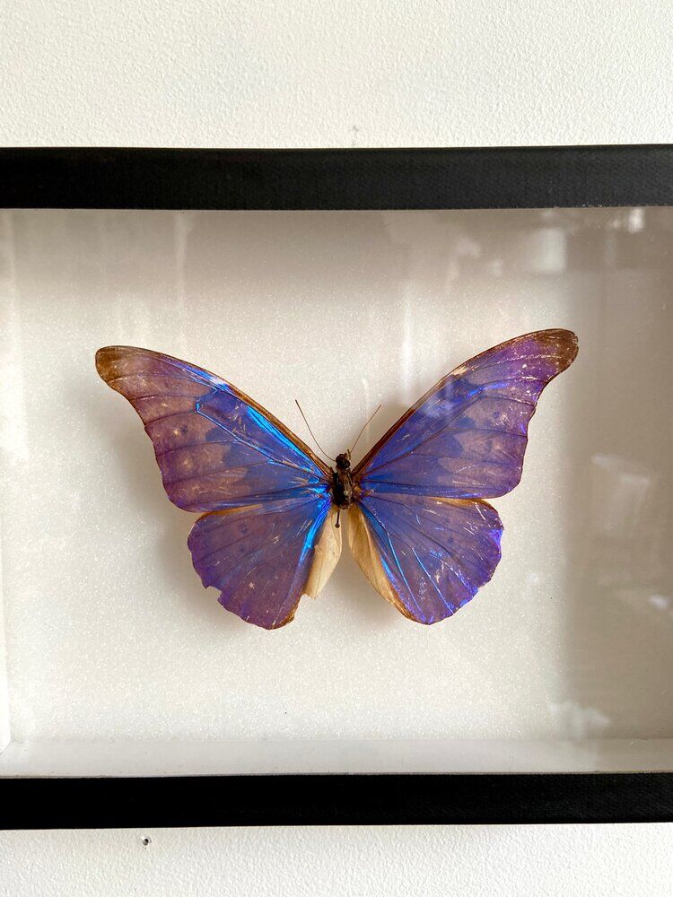 Papillon naturalisé encadré