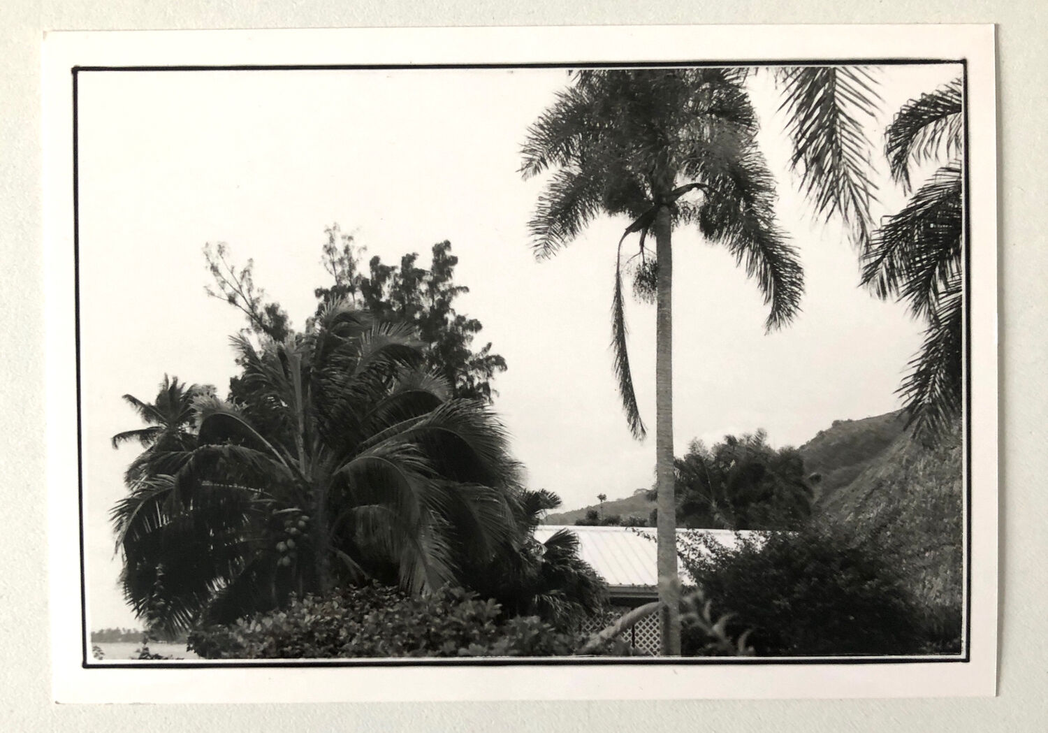 Black & White Photos of Palms