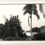 Black & White Photos of Palm Trees