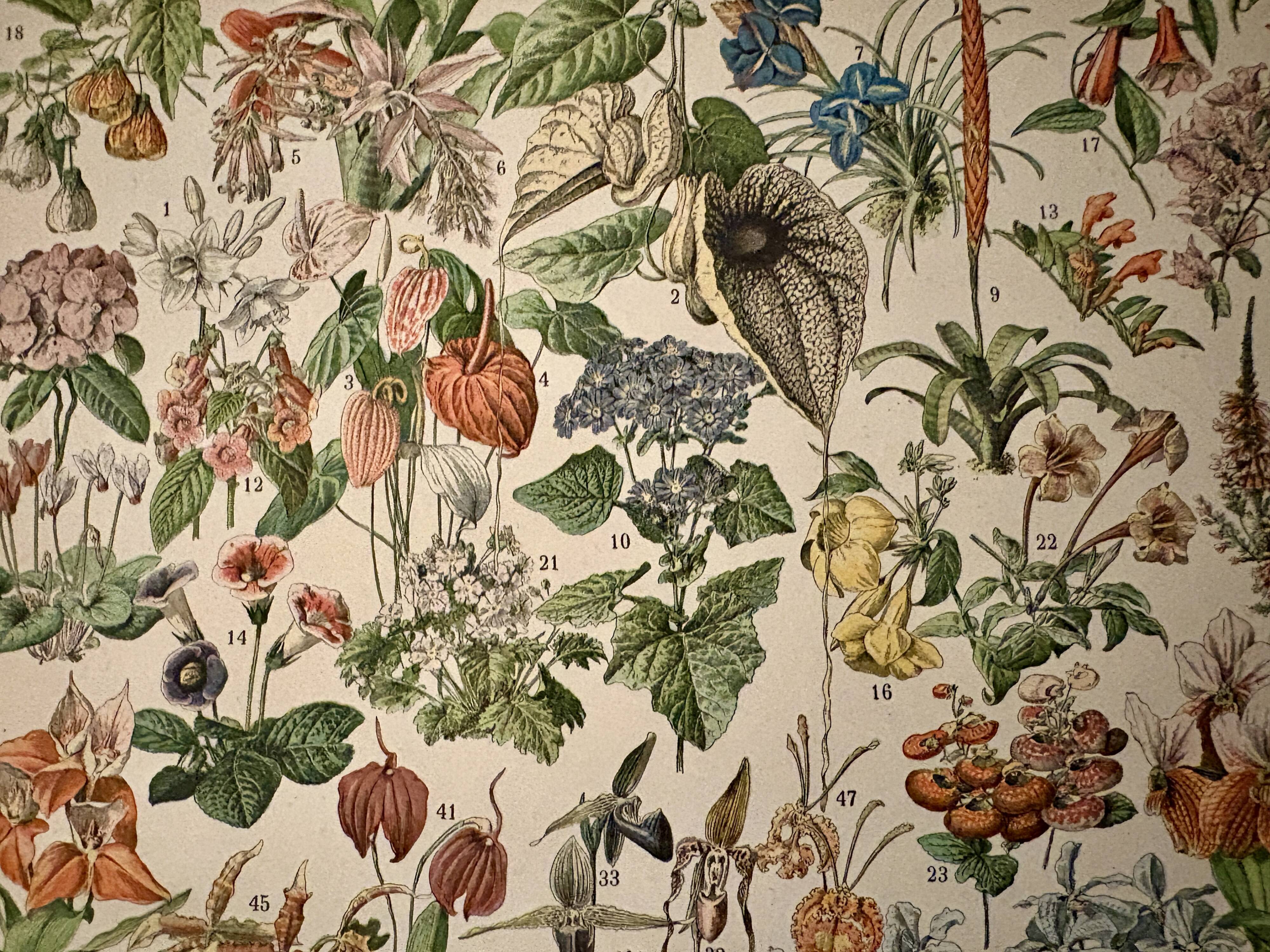 Lithographie sur les fleurs, catalpa, 1900