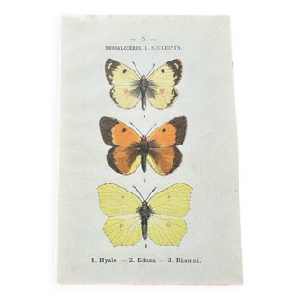 Old botanical board double-sided naturalist butterfly engraving