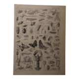 Original lithograph on arthropods