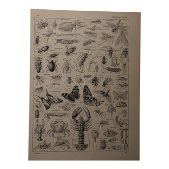 Lithographie originale sur les arthropodes